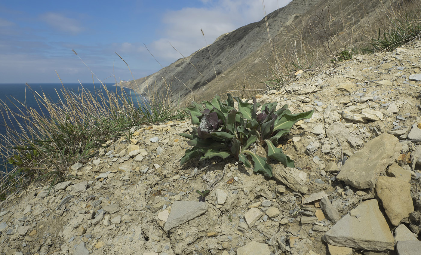 Изображение особи Rindera tetraspis.