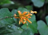 Globba aurantiaca. Соцветие. Малайзия, Камеронское нагорье, ≈ 1500 м н.у.м., влажный тропический лес. 03.05.2017.