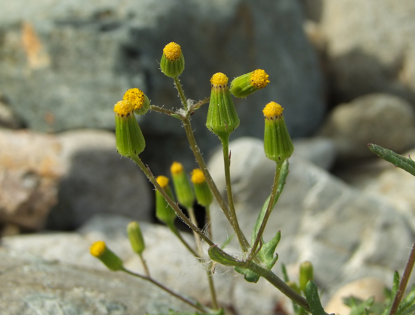 Image of Senecio dubitabilis specimen.