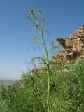 Sisymbrium altissimum. Верхушка цветущего растения. Южный Казахстан, западные отроги Киргизского хр., горы Ботамойнак в окр. г. Тараз, ≈ 900 м н.у.м., пригребневой каменистый склон юго-зап. экспозиции. 21 апреля 2018 г.