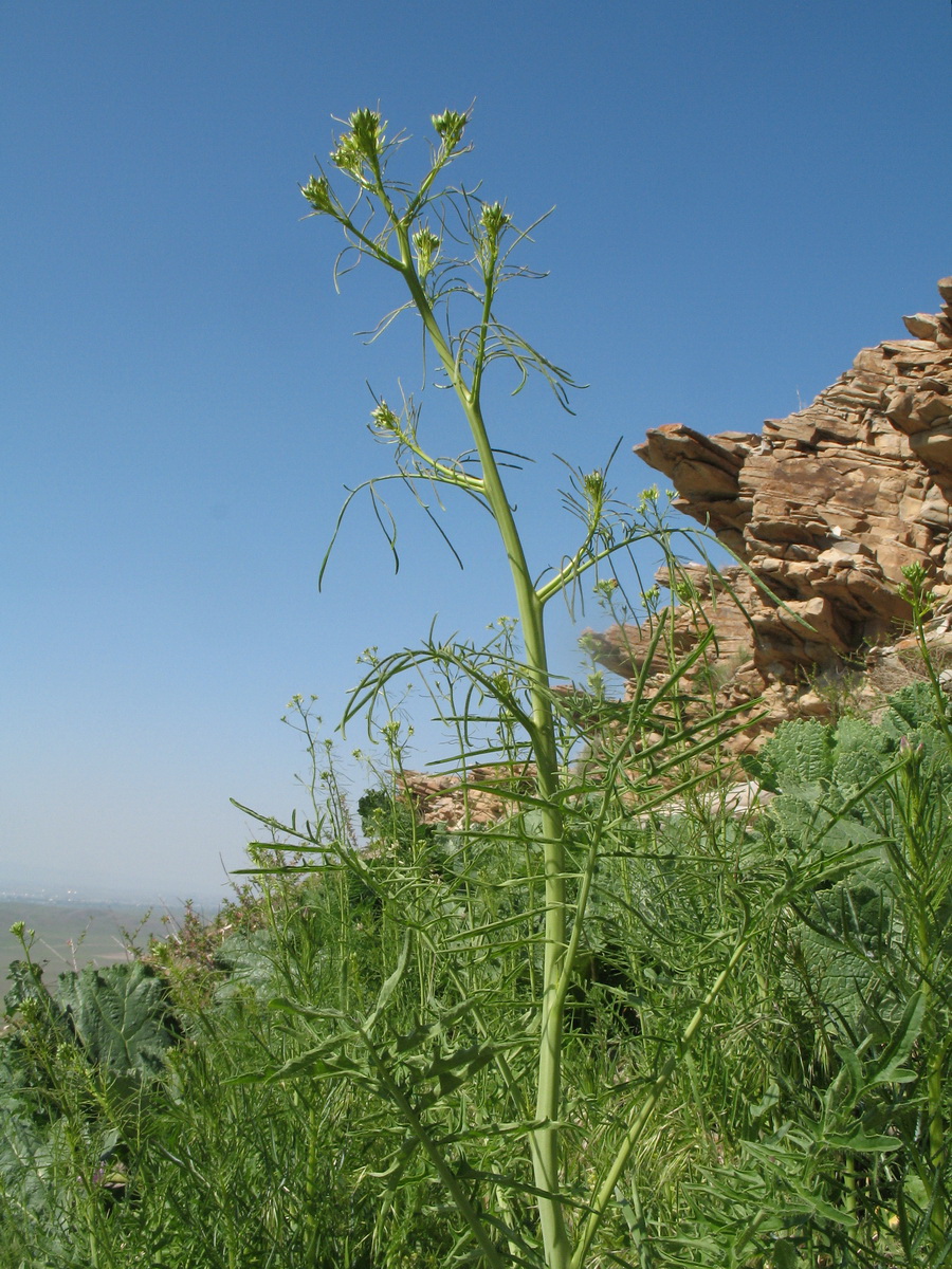 Image of Sisymbrium altissimum specimen.