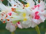 Aesculus hippocastanum. Цветки. Ростовская обл., г. Таганрог, в озеленении. 08.05.2018.