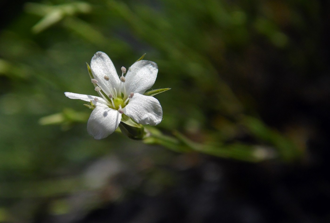 Image of Minuartia buschiana specimen.