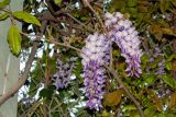 Wisteria sinensis. Часть ветки с соцветиями. Израиль, г. Бат-Ям, в парке. 06.04.2018.