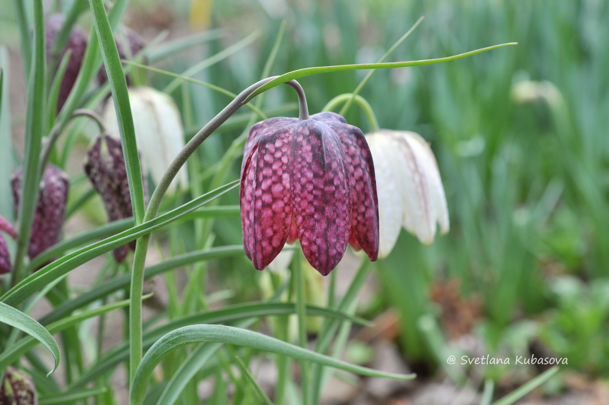 Image of Fritillaria meleagris specimen.