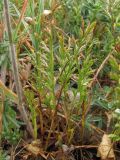 Scleropoa rigida
