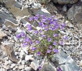 Campanula komarovii