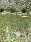 Carex tomentosa