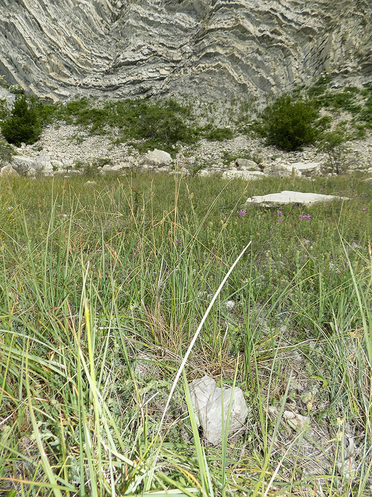 Image of Carex tomentosa specimen.