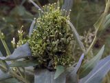 Turritis glabra