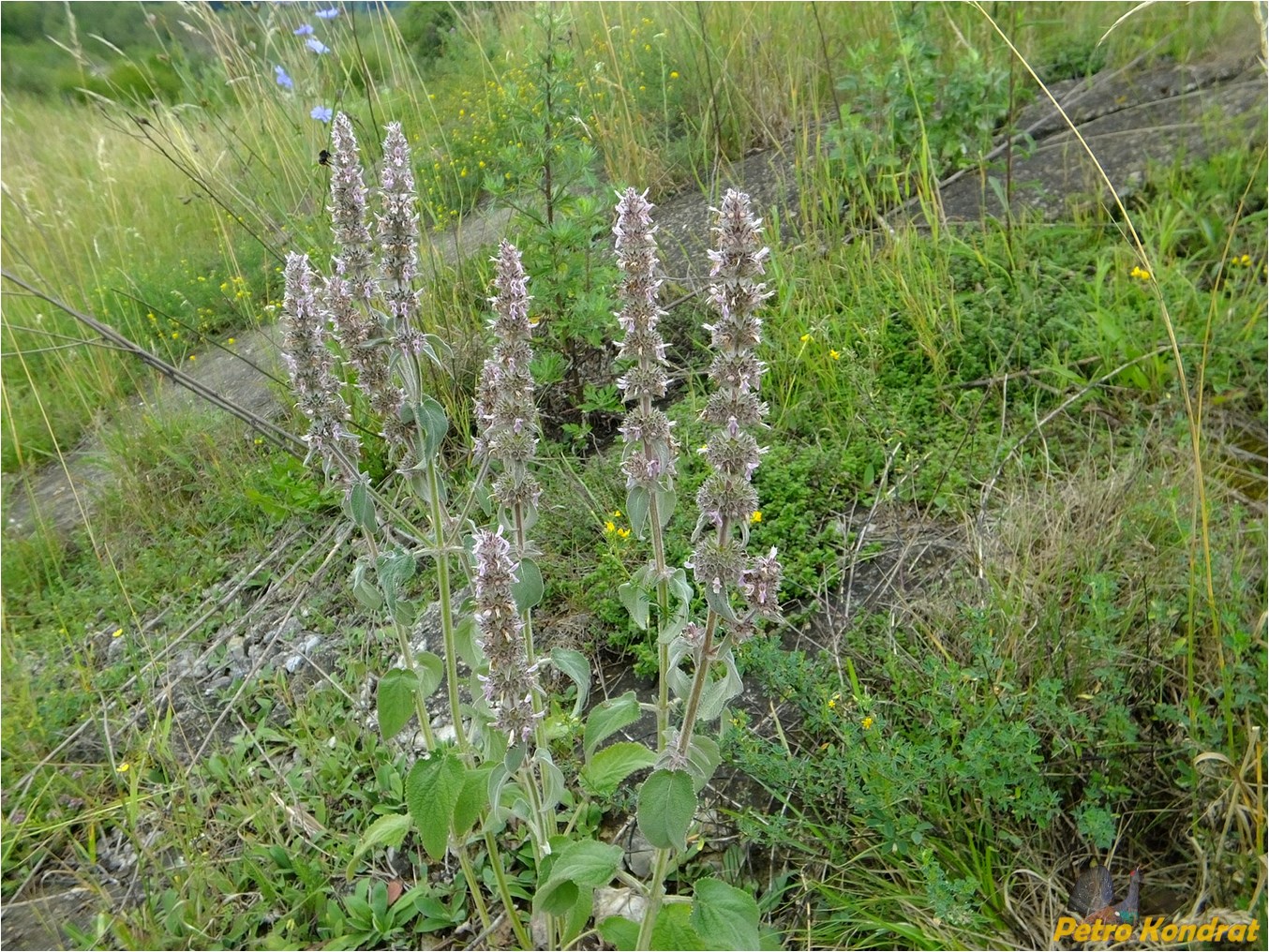 Image of Stachys germanica specimen.