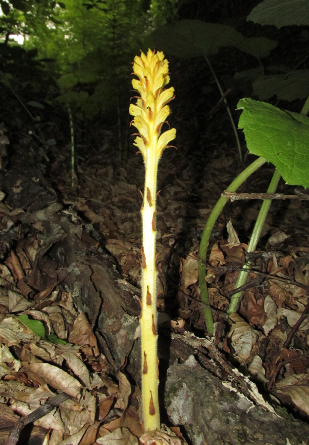 Image of Orobanche flava specimen.