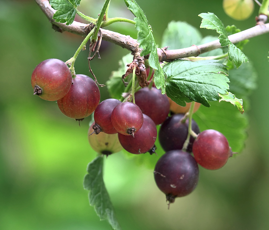 Изображение особи Ribes × nidigrolaria.
