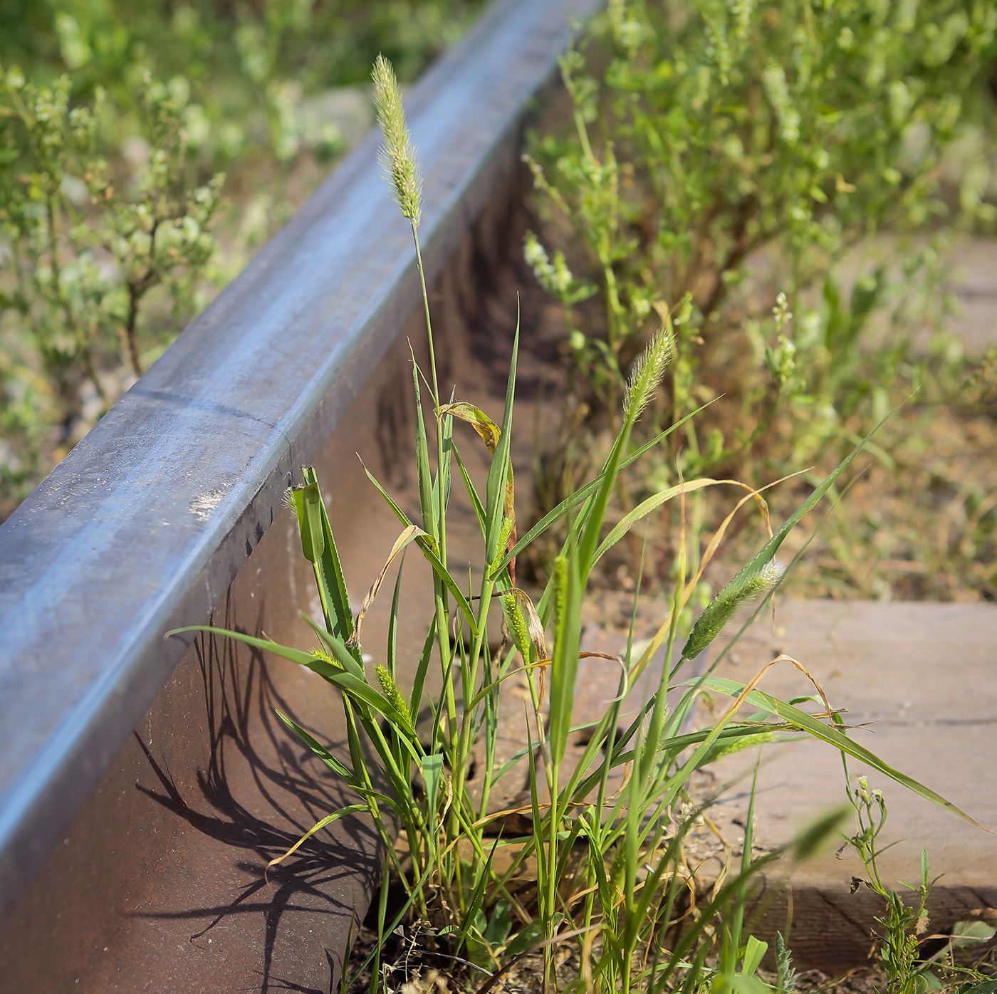 Image of Setaria viridis specimen.