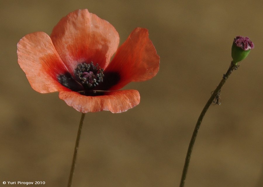 Изображение особи Papaver talyschense.