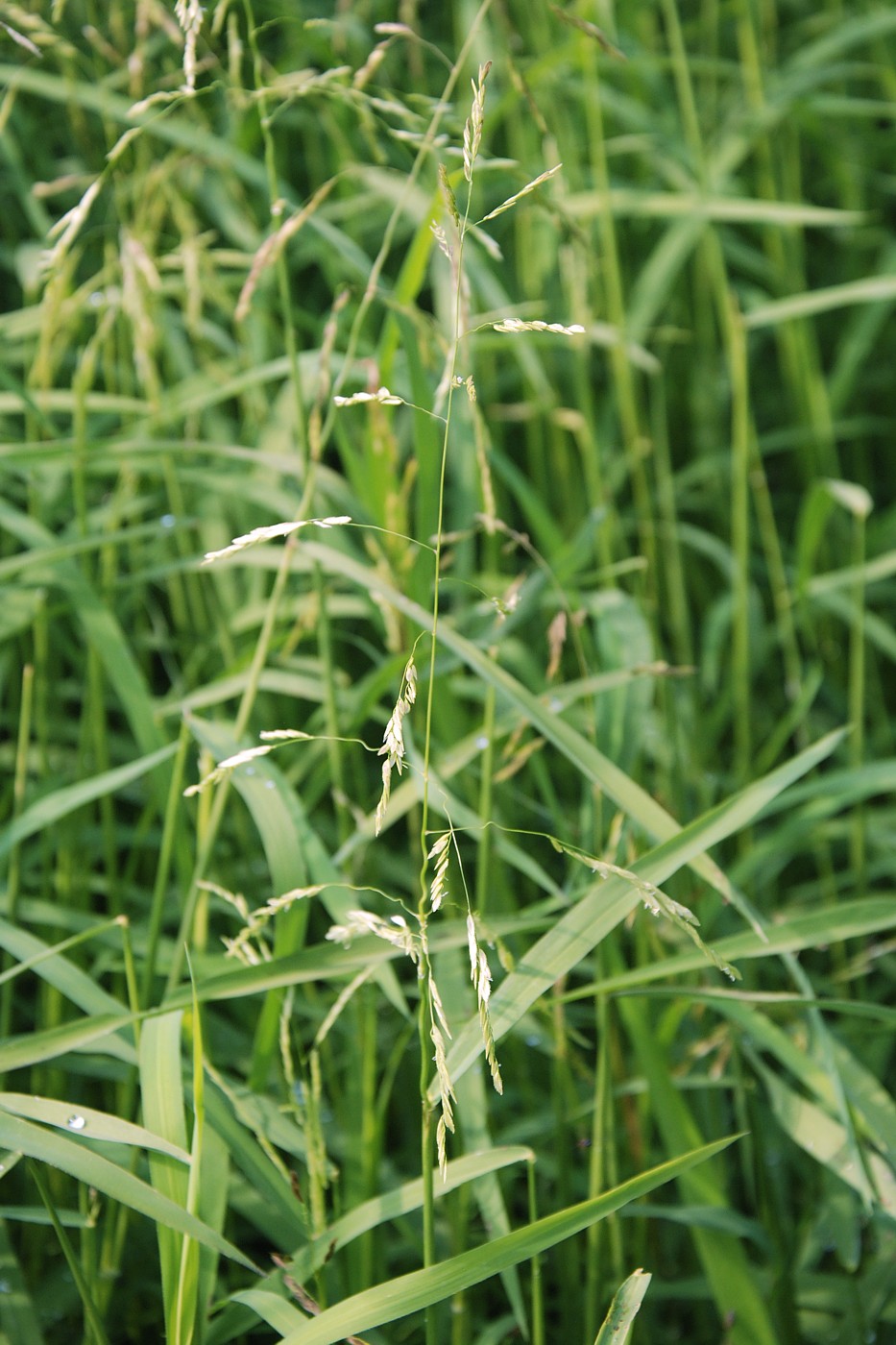 Изображение особи Leersia oryzoides.