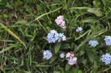 genus Myosotis. Цветущие растения. Грузия, Боржоми-Харагаульский национальный парк, маршрут №1; гора Ломис-Мта, ≈ 2050 м н.у.м., предвершинный пастбищный луг. 25.05.2018.