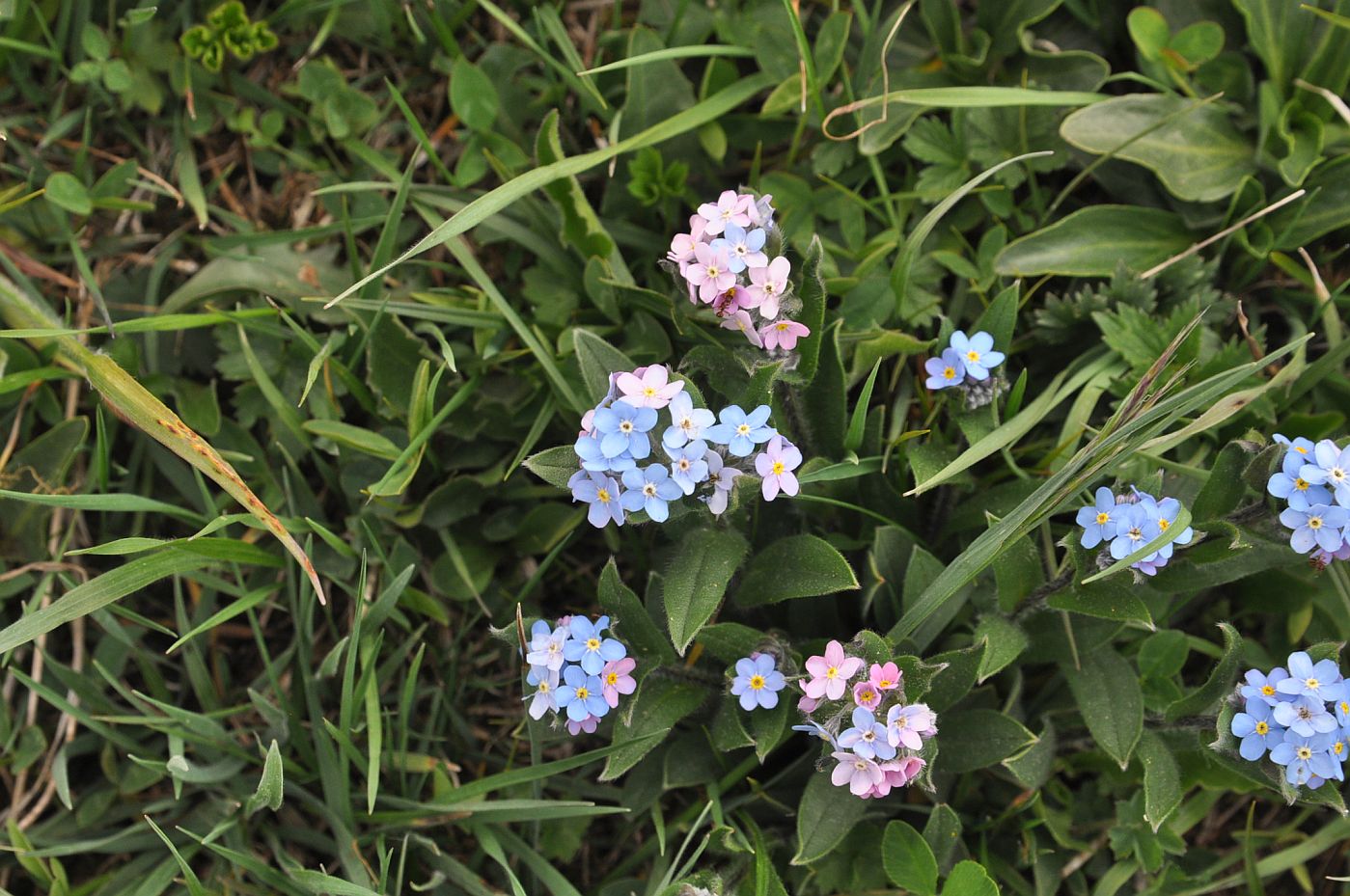 Image of genus Myosotis specimen.