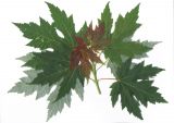 Acer saccharinum