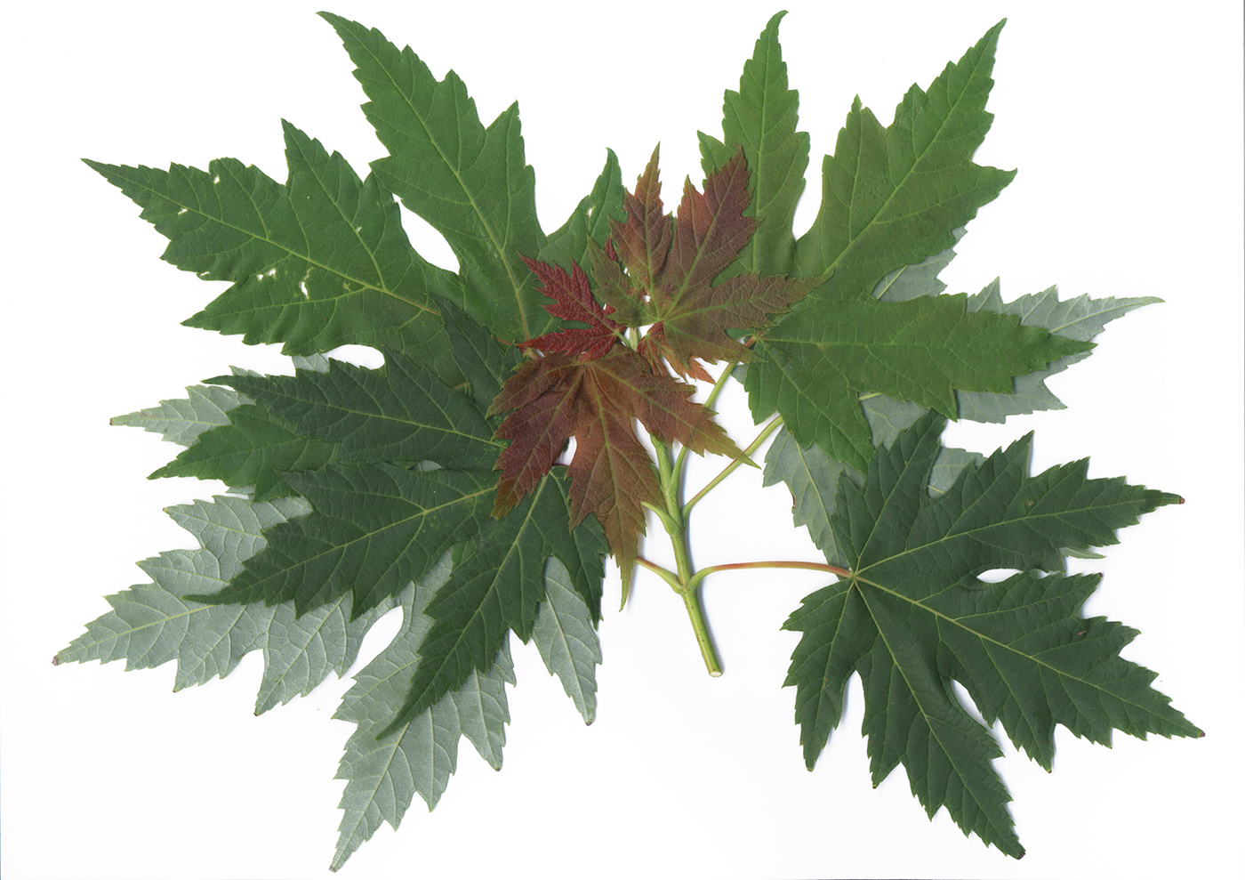 Image of Acer saccharinum specimen.