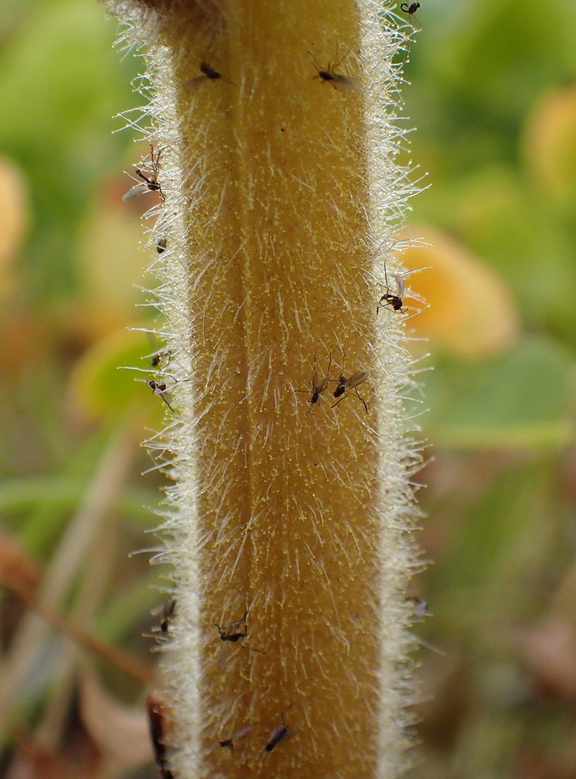 Image of Orobanche crenata specimen.