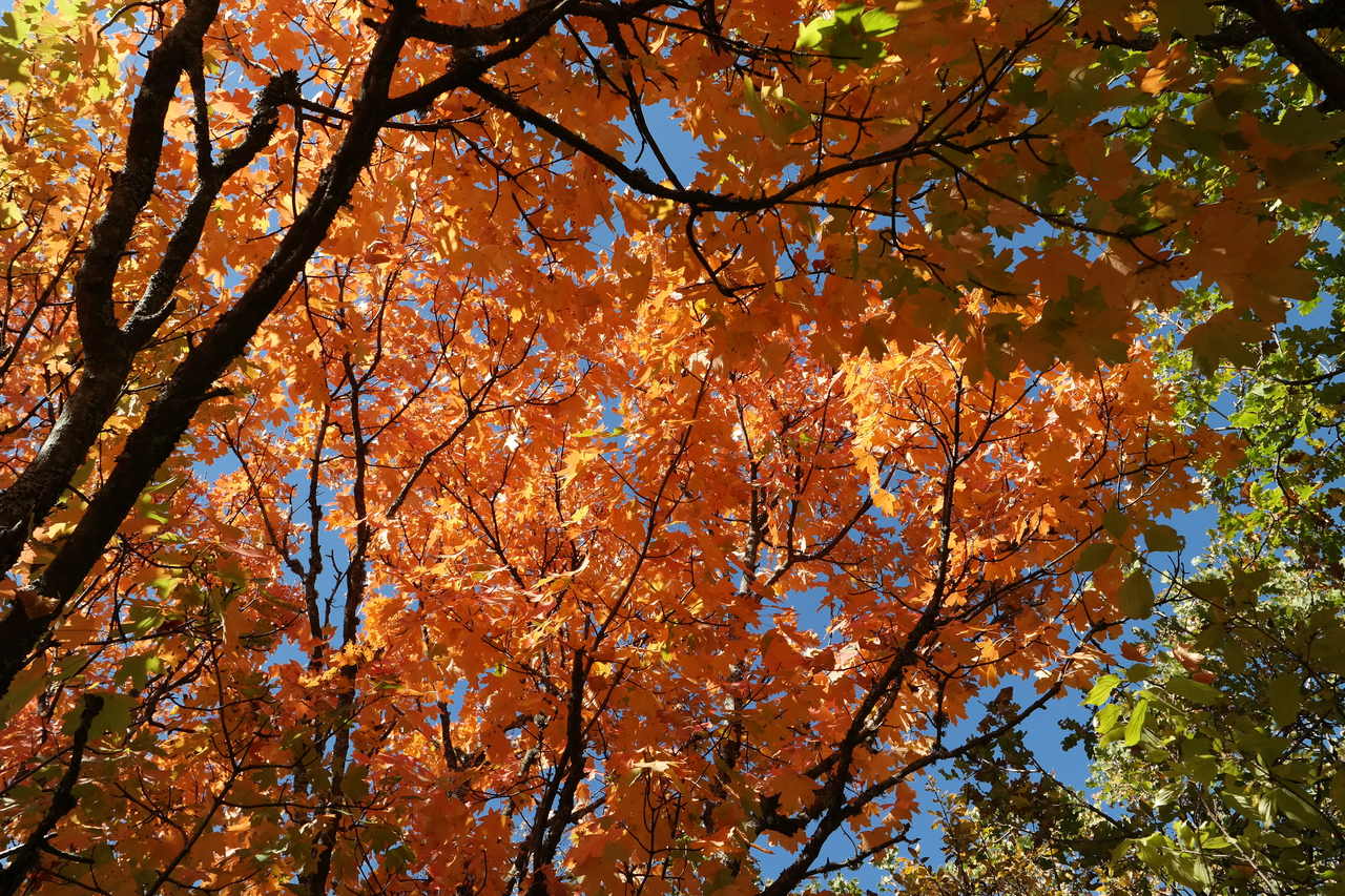 Image of Acer campestre specimen.