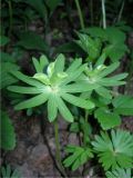 Eranthis hyemalis