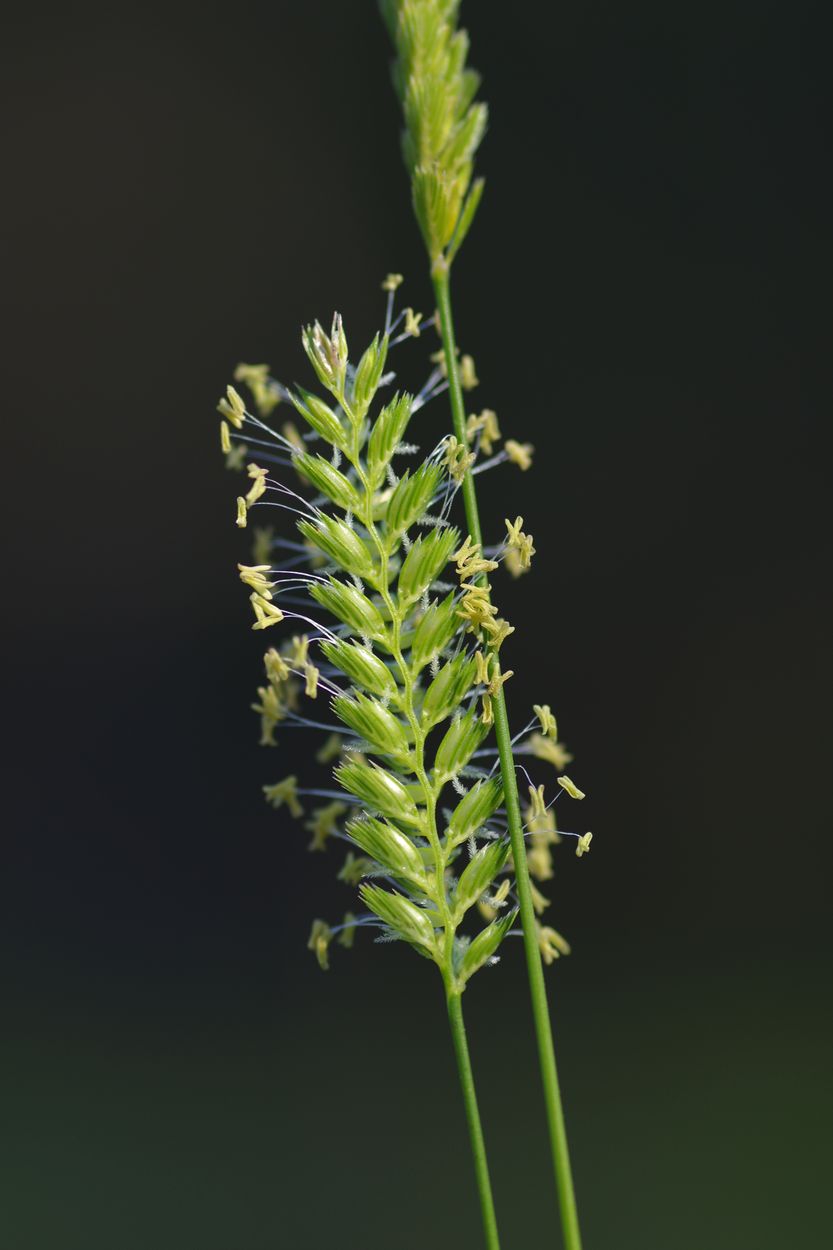 Изображение особи Cynosurus cristatus.