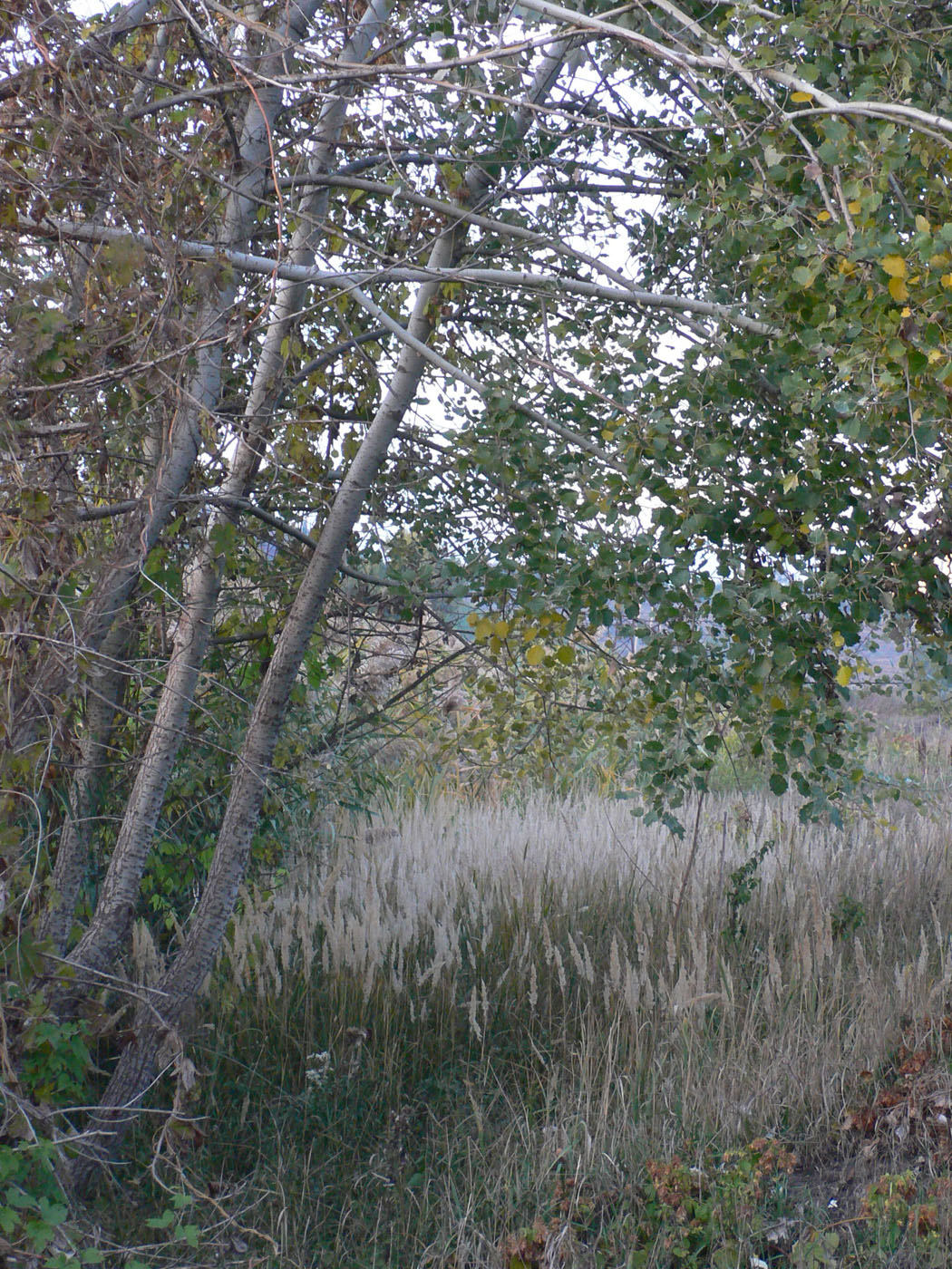 Image of Populus &times; canescens specimen.