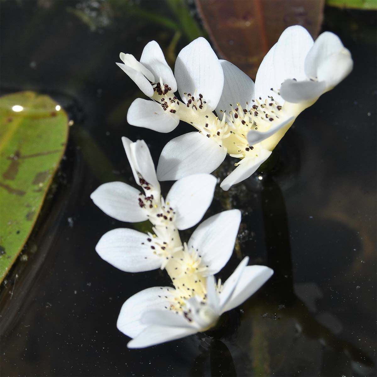 Image of Aponogeton distachyos specimen.