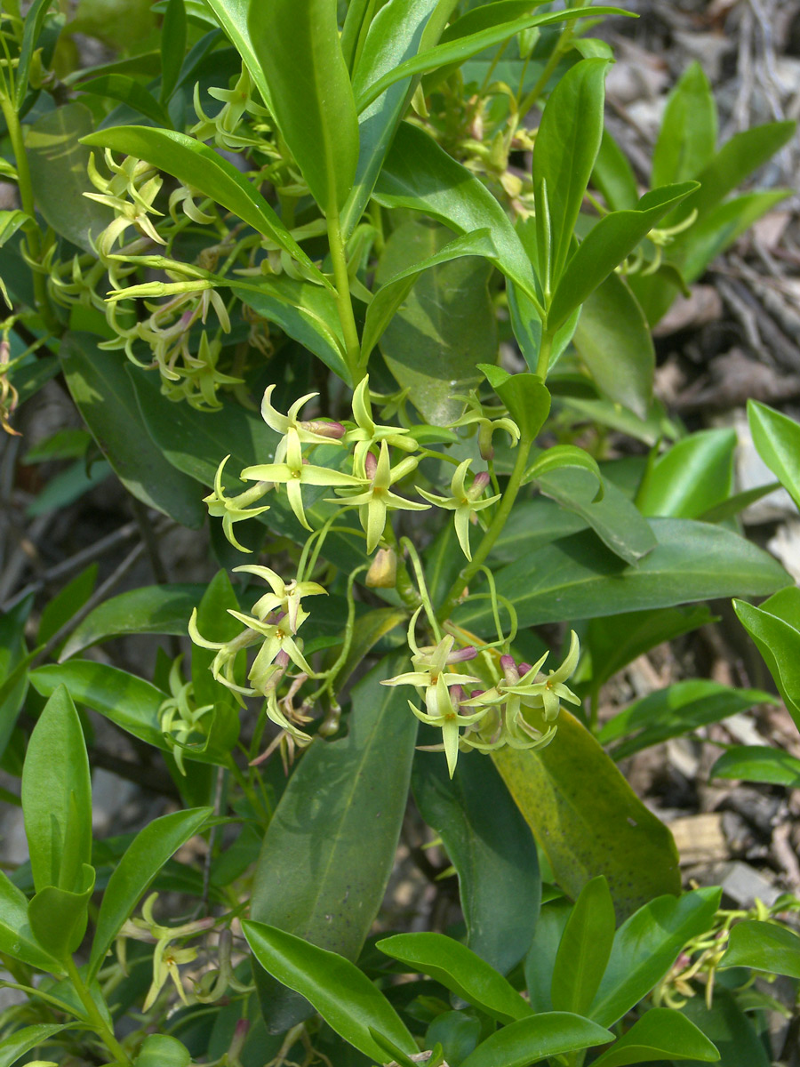 Image of Daphne pontica specimen.