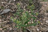 Alyssum alyssoides