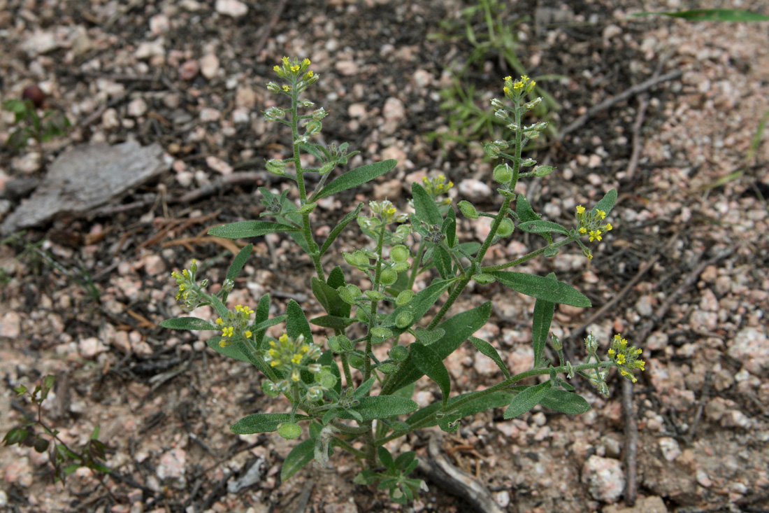 Image of Alyssum alyssoides specimen.