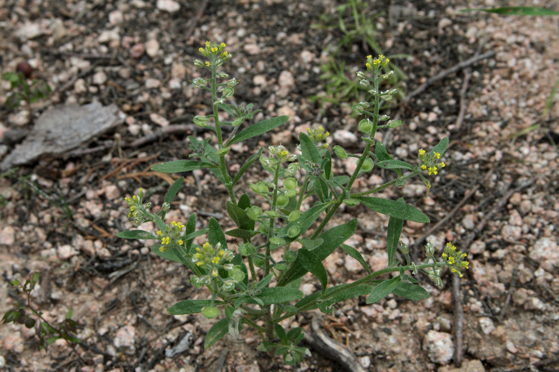 Изображение особи Alyssum alyssoides.