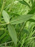 Trifolium pannonicum. Нижняя сторона листа. Украина, Ивано-Франковская обл., Галичский р-н, окр. с. Бовшев, Касова гора, луговой склон. 24 июня 2010 г.