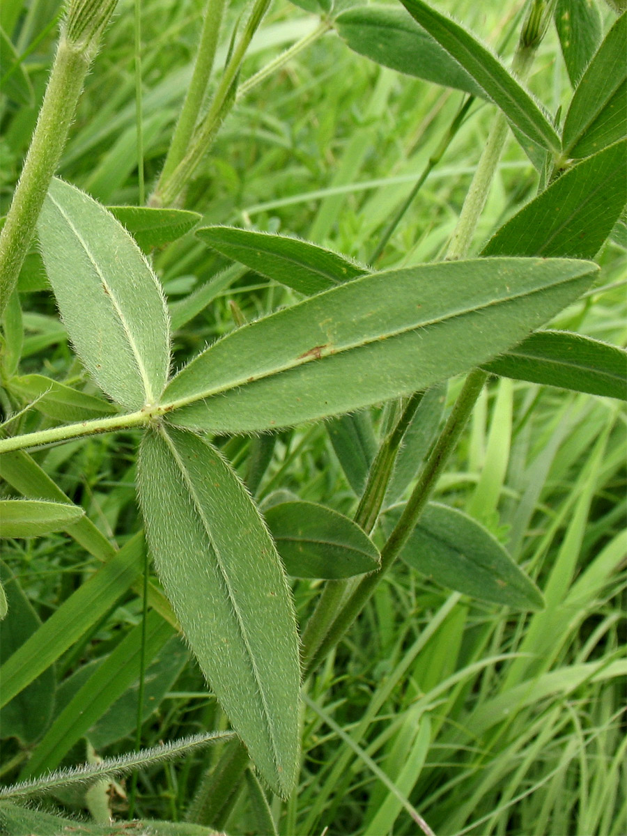 Image of Trifolium pannonicum specimen.