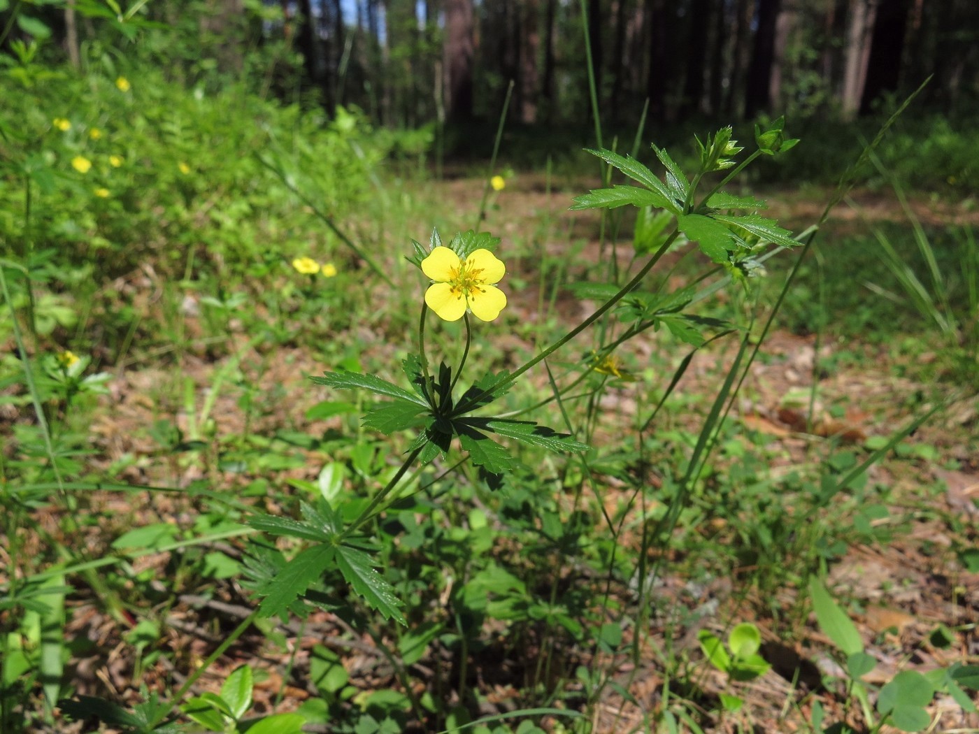 Изображение особи Potentilla erecta.