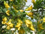 Caragana arborescens