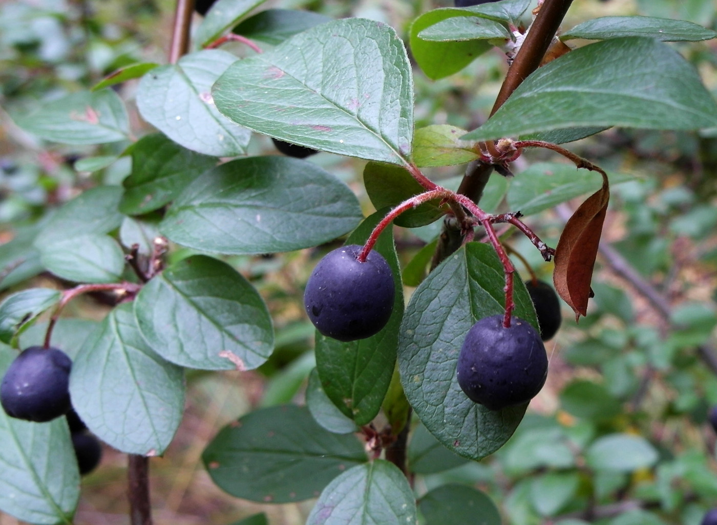 Изображение особи Cotoneaster lucidus.