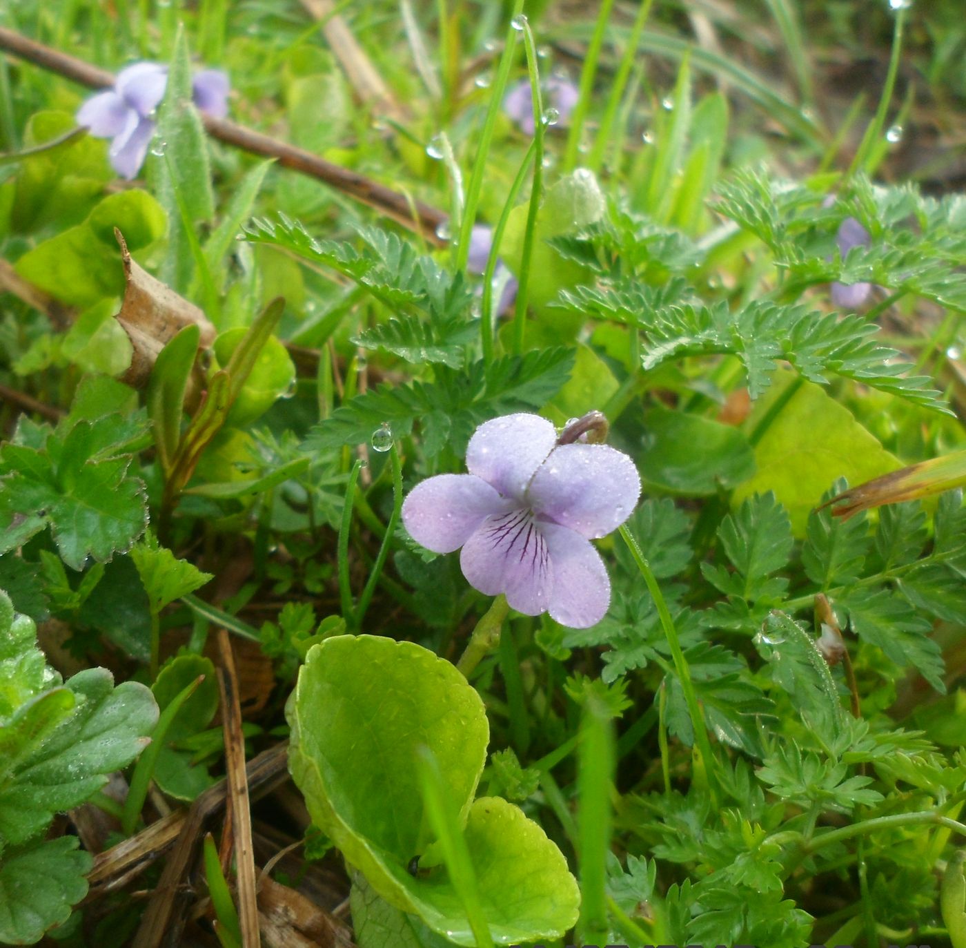 Image of Viola palustris specimen.