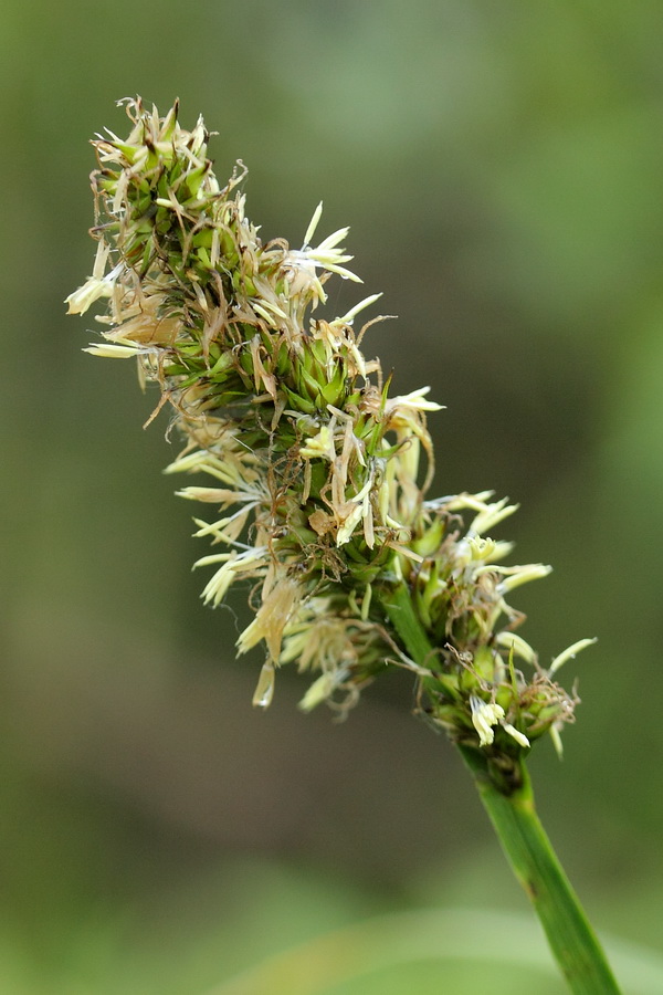 Image of Carex vulpina specimen.