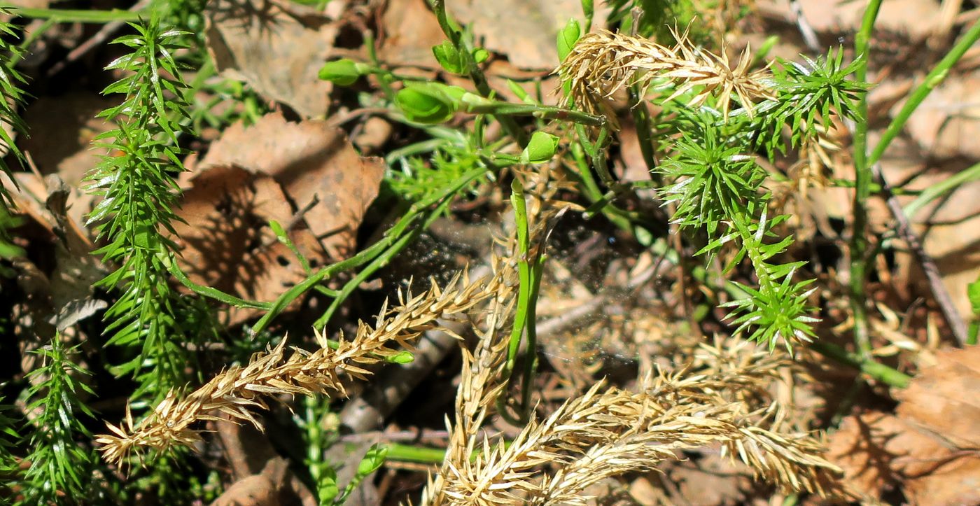 Изображение особи Lycopodium annotinum.