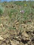 genus Astragalus. Цветущее и плодоносящее растение. Дагестан, Кумторкалинский р-н, долина р. Шураозень, склон. 25.04.2019.