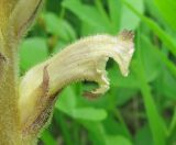 Orobanche lutea. Цветок. Краснодарский край, Туапсинский р-н, пгт Джубга, опушка искусственного леса из сосны крымской на окраине посёлка. 11 мая 2019 г.