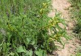 Astragalus turkestanus