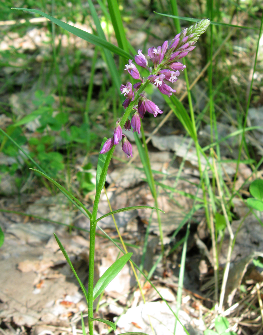 Image of Polygala comosa specimen.