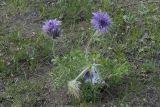 Pulsatilla turczaninovii