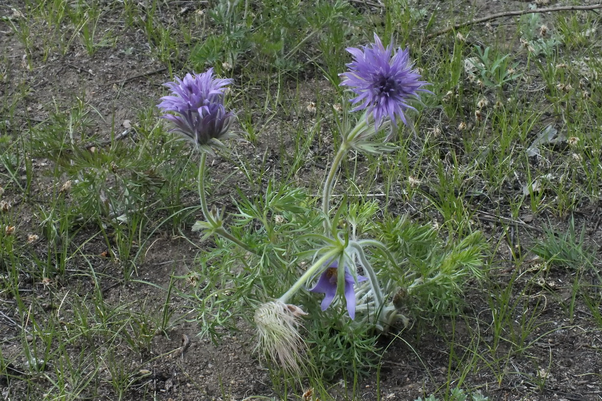 Изображение особи Pulsatilla turczaninovii.