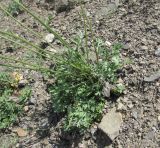 Pyrethrum silaifolium