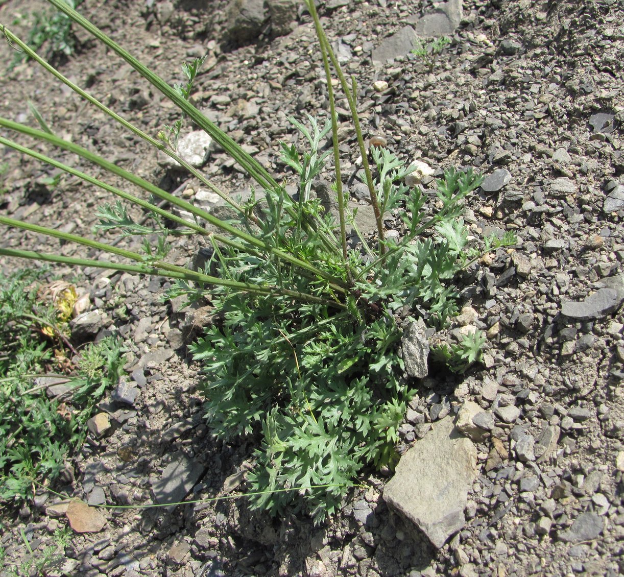 Изображение особи Pyrethrum silaifolium.